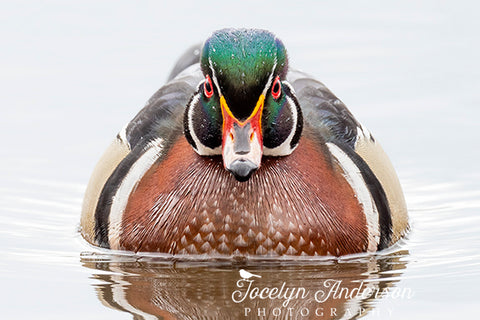 Wood Duck