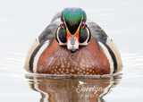 Wood Duck