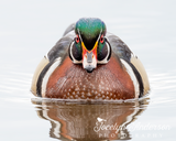 Wood Duck