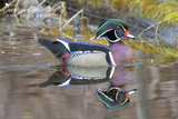 Wood Duck