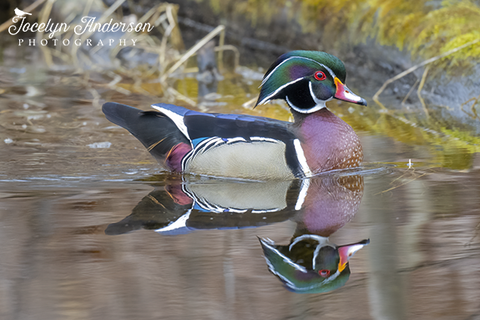 Wood Duck