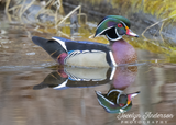 Wood Duck