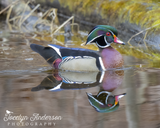 Wood Duck