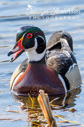 Wood Duck