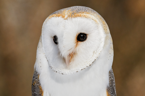 Barn Owl