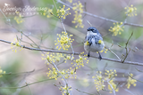 Yellow-rumped Warbler in Yellow Blooms