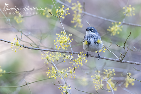 Yellow-rumped Warbler in Yellow Blooms