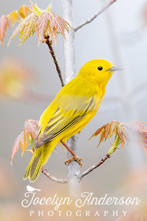 Yellow Warbler