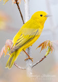 Yellow Warbler on Maple Tree Branch