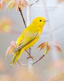 Yellow Warbler on Maple Tree Branch