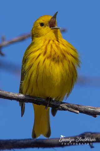 Yellow Warbler Singing