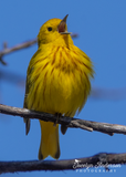 Yellow Warbler Singing