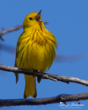 Yellow Warbler Singing