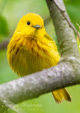 Yellow Warbler