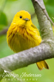 Yellow Warbler on Branch