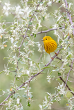 Yellow Warbler in Autumn Olive