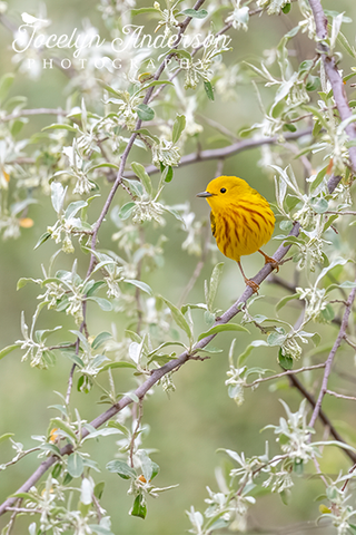 Yellow Warbler in Autumn Olive