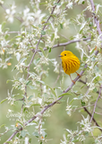 Yellow Warbler in Autumn Olive