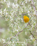 Yellow Warbler in Autumn Olive