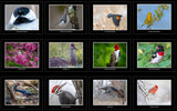 Bird Calendar 2027