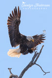 Bald Eagle Landing on Rookery Branch