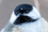 Black-capped Chickadee Wearing a Snowflake