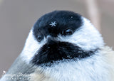 Black-capped Chickadee Wearing a Snowflake