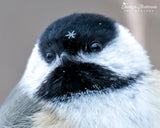 Black-capped Chickadee Wearing a Snowflake