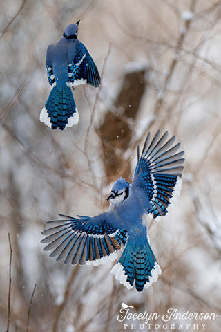Blue Jay in Flight Looking Over Shoulder