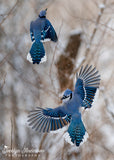 Blue Jay in Flight Looking Over Shoulder