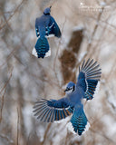 Blue Jay in Flight Looking Over Shoulder