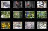 Bird Calendar 2026