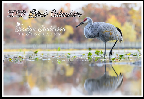 Bird Calendar 2026