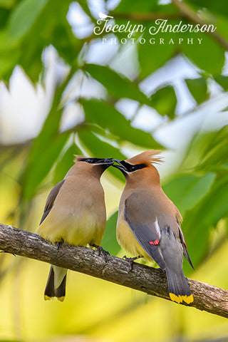 Cedar Waxwings Sharing a Berry