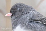 Dark-eyed Junco Wearing a Snowflake