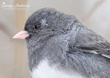 Dark-eyed Junco Wearing a Snowflake