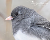 Dark-eyed Junco Wearing a Snowflake