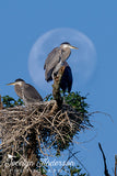Great Blue Heron Nestlings with Moon
