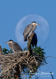 Great Blue Heron Nestlings with Moon