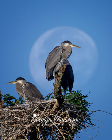 Great Blue Heron Nestlings with Moon