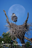 Great Blue Heron Framed by the Moon