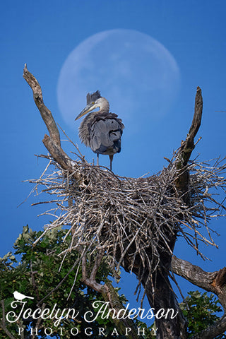 Great Blue Heron Framed by the Moon