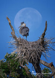 Great Blue Heron Framed by the Moon