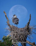 Great Blue Heron Framed by the Moon
