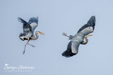 Great Blue Heron Chase
