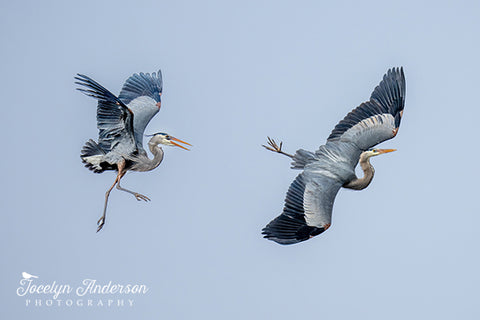 Great Blue Heron Chase