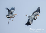 Great Blue Heron Chase