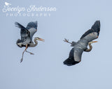 Great Blue Heron Chase