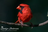 Northern Cardinal Profile