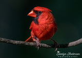Northern Cardinal Profile